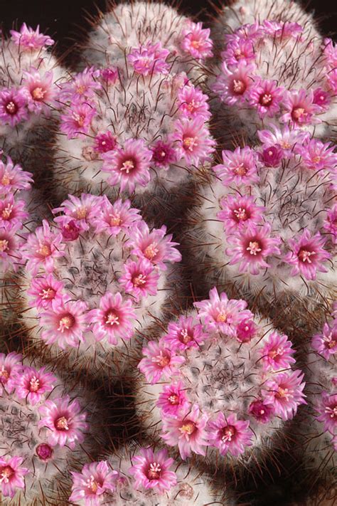 Cactus world beauty: Mammillaria bombycina