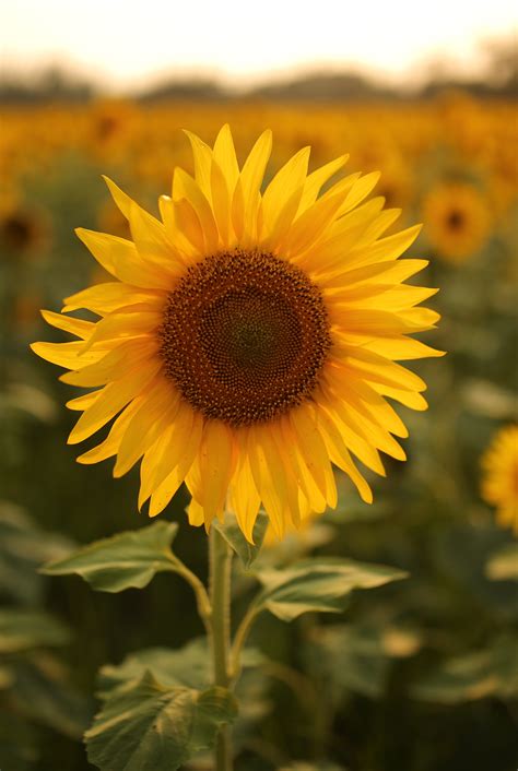 vibrant annual flowers