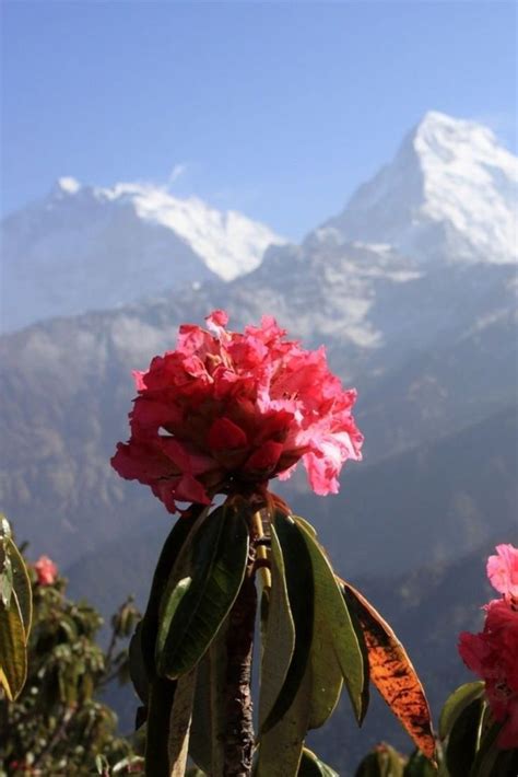 Rhododendron Luteum And Rhododendron Ponticum Nectar