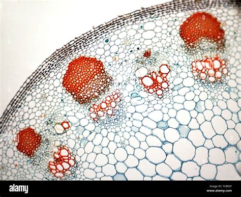 Stem Cross Section Hi Res Stock Photography And Images Alamy