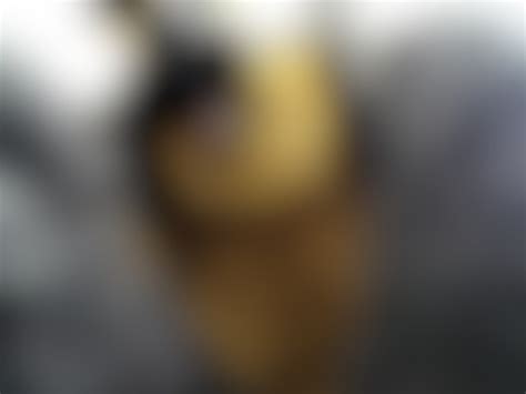 Hot German Shepherd Fucks Cute Gray Submissive Bunny Murrsuit Porn Vid Os Porno Gratuites