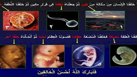 معلومات رائعه جدا الاعجاز العلمي في خلق الانسان بالصور ازاي