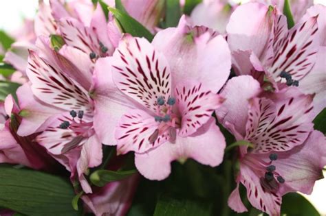 Перуанская лилия или альстромерия: описание, посадка, уход