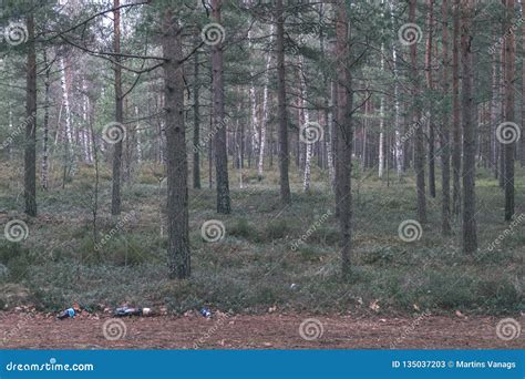Naked Pine Tree Forest Before Winter Vintage Retro Look Stock Image Image Of Forest Colors