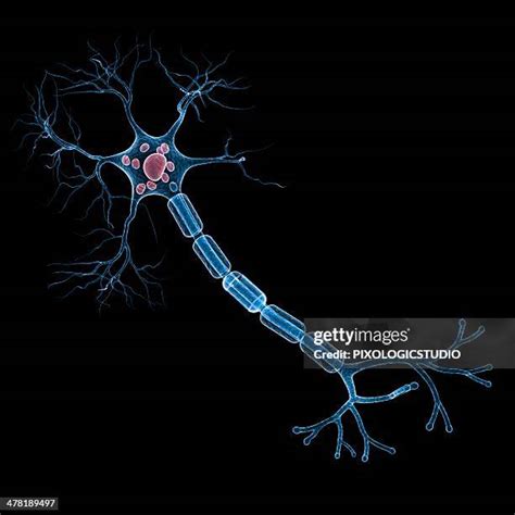 nerve roots stock  high res pictures  images getty images