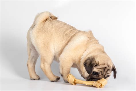 Split vs Whole Antlers for Dogs: What Are the Differences? – RexiPets