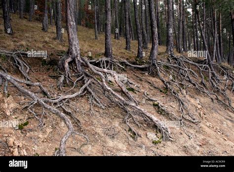 Tree Roots Exposed On A Forest Hillside Showcasing Intricate Root