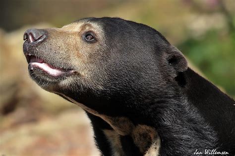 Sun Bear By Jan Willemsen Fotografie On Youpic