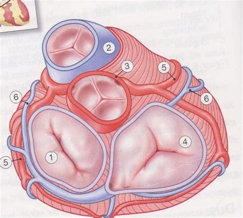 AF Circulatiestelsel Hart 3 Diagram Quizlet