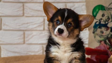 Mini Corgi Dog Breed Facts and Information - Pet Haver