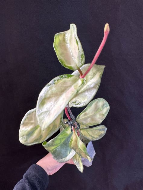 Variegated Hoya Argentea Princess Rooted Active Growing Large Plant