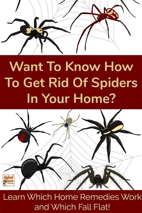 Natural Pest Control For Spiders Get Rid Of Spiders Natural Pest