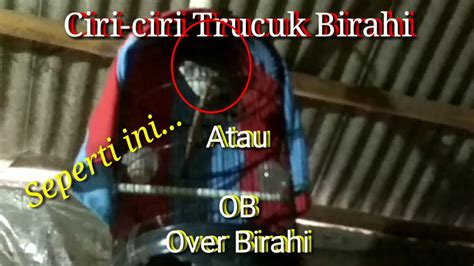 Ciri Ciri Trucuk OB Over Birahi Seperti Ini YouTube