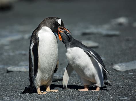 Definitive Guide To Gentoo Penguin Facts Habitat Conservation Status