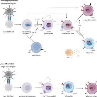 Cd Differentiation In Chronic Lcmv Infection Just Like In Acute