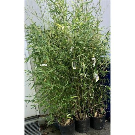 Phyllostachys aurea Golden Bamboo Bambou Géant 60 80 cm en pot 5