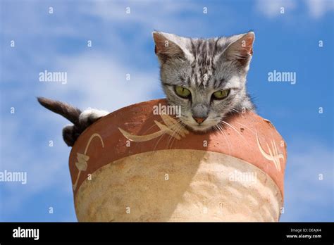 Cat In Flower Pot Stock Photo Alamy