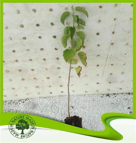 MORUS NIGRA MÛRIER noir Plante EUR 18 00 PicClick FR