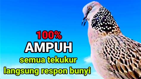 Suara Burung Tekukur Gacor Full Jam Memanggil Temannya Cocok Untuk