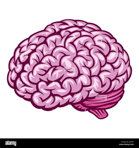 Brain Hi Res Stock Photography And Images Alamy