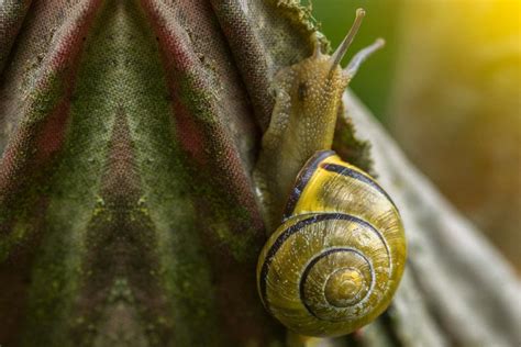 15 Most Common Types Of Garden Snails And How To Identify Them