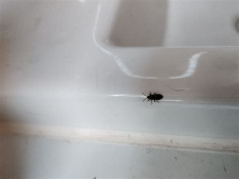 Bathroom Bugs Rbugidentification