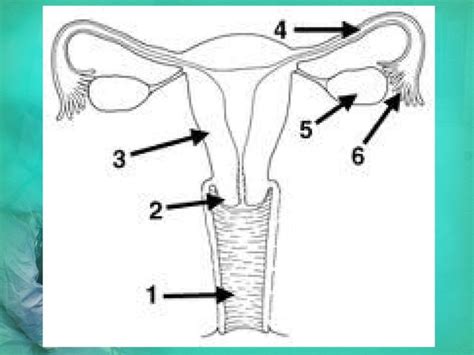 Anatomia Del Aparato Reproductor Fem PPT Descarga Gratuita