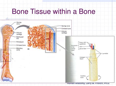PPT - Cartilage and Bone PowerPoint Presentation, free download - ID:386101