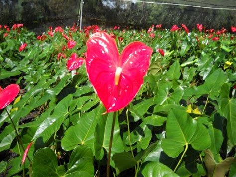 Hawaiian Flowers Names