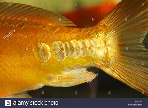 Fish Scales Of Koi Carp High Resolution Stock Photography And Images