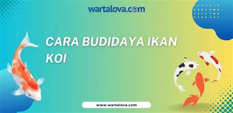 Cara Budidaya Ikan Koi Panduan Lengkap Untuk Pemula