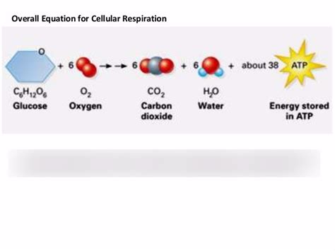 Cellular Respiration Equations