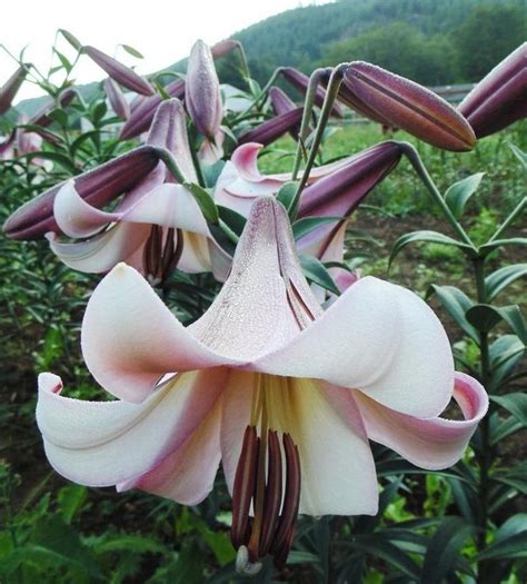 Лилия Пекин Мун Фото И Описание – Telegraph