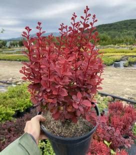 Купить Декоративные Растения (Каталог 2024) - "Зелені Янголи ...