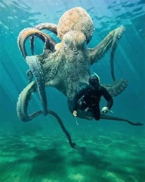 A Giant Pacific Octopus : r/theviralthings