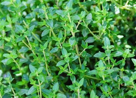 Thyme Common