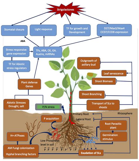 Frontiers Strigolactones Biosynthesis And Their Role In Abiotic