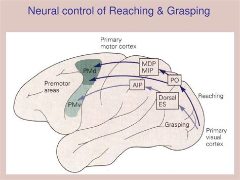 PPT Visuo Motor Relationships Plasticity And Development PowerPoint