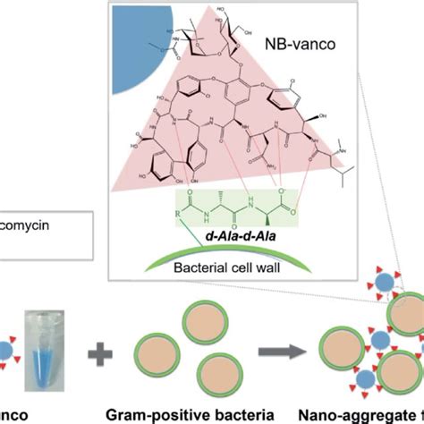 PDF Rapid Naked Eye Detection Of Gram Positive Bacteria By Vancomycin Based Nano Aggregation