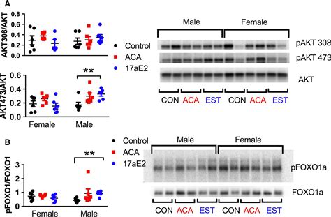 Sex Differences In Lifespan Extension With Acarbose And Estradiol Gonadal Hormones