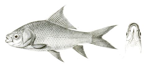 FFDB - Labeo catla (Catla): Overview