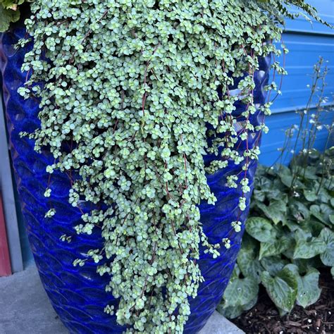 Pilea glauca - Silver Sparkles Plant (4.5" Pot) | Little Prince of
