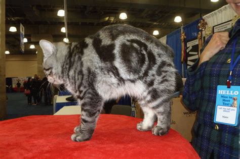 Менкс (кіт) - опис породи, фото, догляд, ціна, відео | Сайт «Мурло»