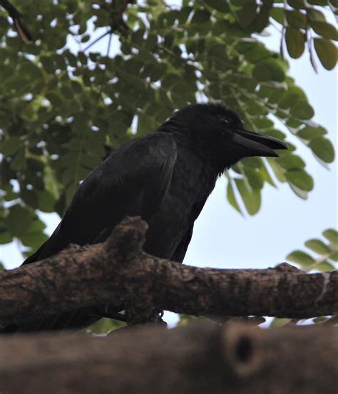 Large Billed Crow Corvus Macrorhynchos Thailand China Japan — Coke