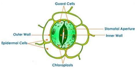 Draw a labelled diagram of stomata. List two functions of stomata ...