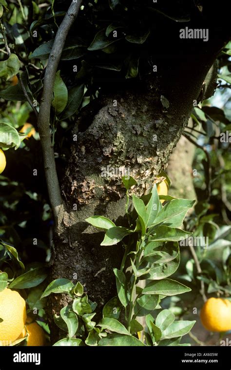 Scaly Bark Citrus Psorosis Virus Cpv Symptoms On A Citrus Tree Bark