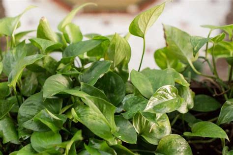 Why Are My Pothos Leaves Curling? | Houseplant Alley