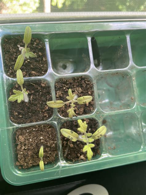 Spots on tomato sprouts : r/plantclinic
