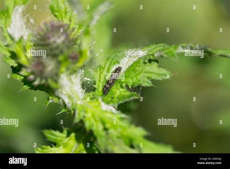 Painted Lady Caterpillar Stock Photo Alamy