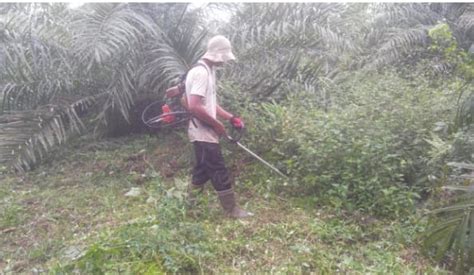 TC CILACAP CARA PENGENDALIAN GULMA PADA KELAPA SAWIT